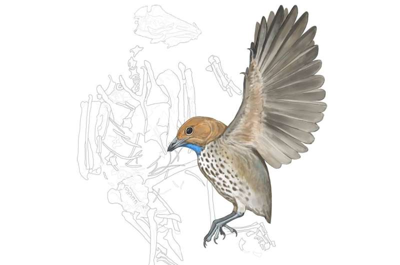 Fossil named "Attenborough's strange bird" was the first in its kind without teeth