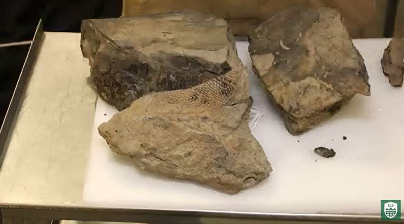 Fossil of 72-million-year-old sturgeon discovered in Edmonton
