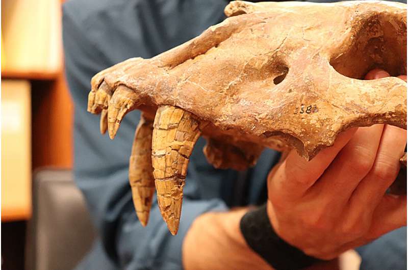 Fossil places extinct saber-toothed cat on Texas coast