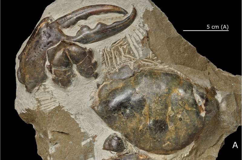 Fossil unearthed in New Zealand is the largest fossil crab claw ever found