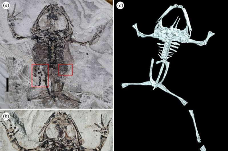 Fossilized frog with belly full of eggs unearthed in China is oldest of its kind