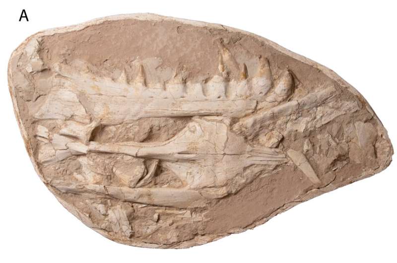 Fossils of giant sea lizard with dagger-like teeth show how our oceans have fundamentally changed since the dinosaur era