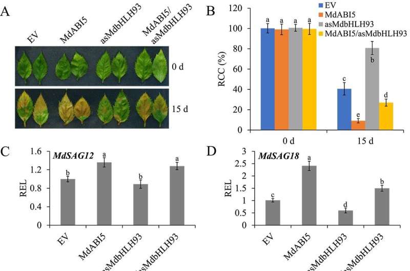 Fountain of youth for plants: E3 ligase's role in leaf longevity