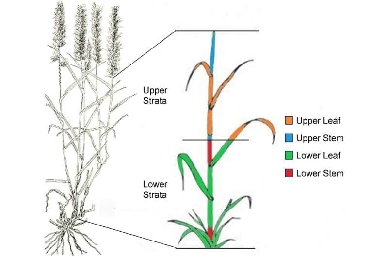 Fourier transform infra-red spectroscopy models unravel cell wall composition and nutritional quality in buffel grass