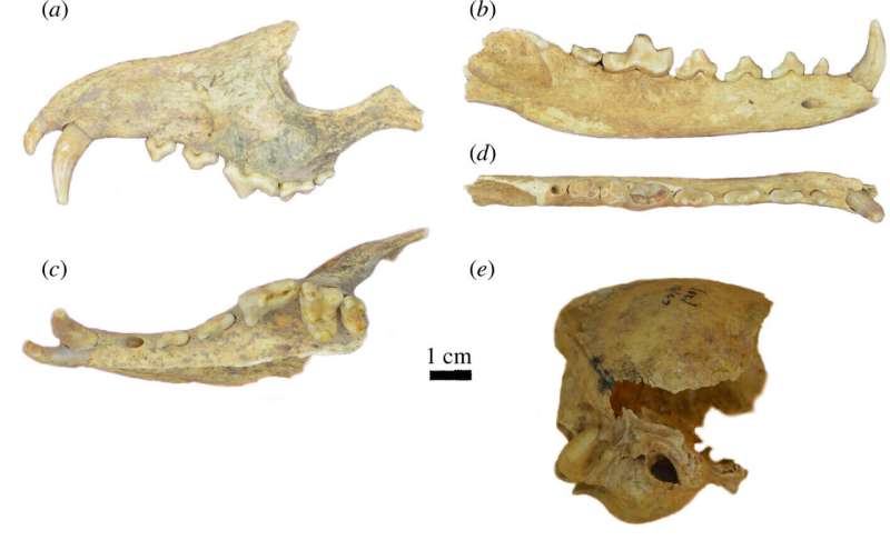 Fox bones found in ancient Argentinian burial site might have been from a human pet