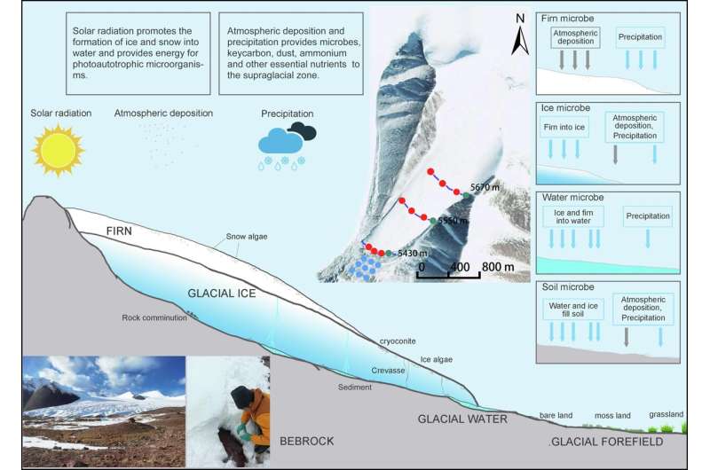Freezing and melting reshape diversity and structure of glacier microbial communities
