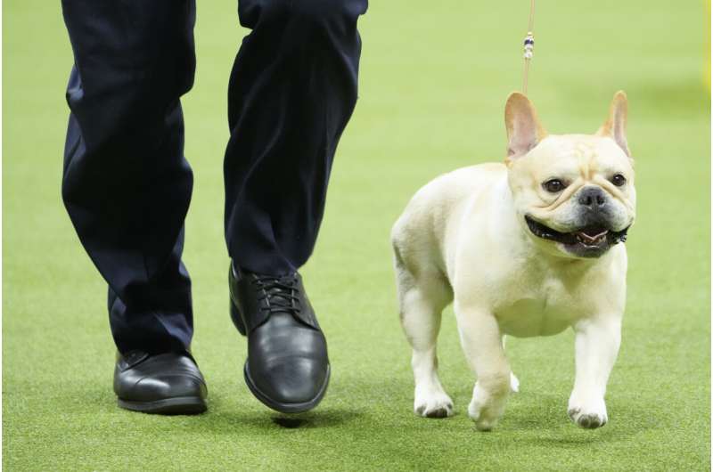 French bulldogs remain the most popular US breed in new rankings. Many fans aren't happy