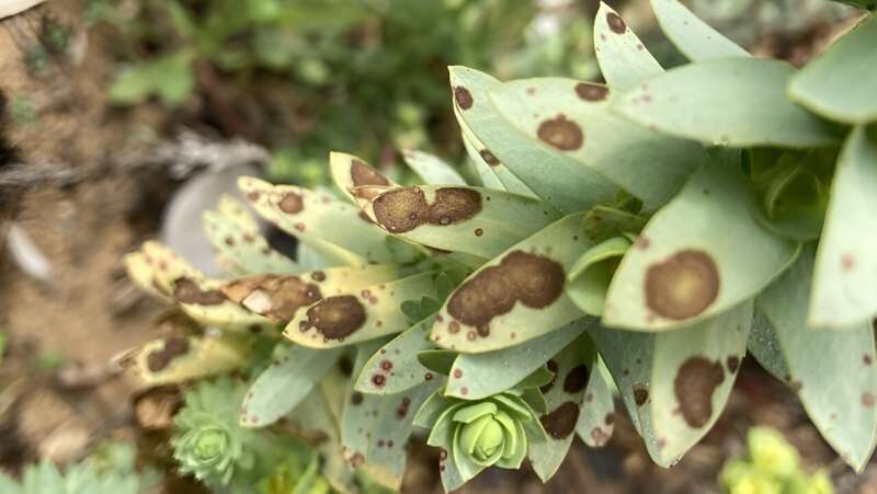 French fungus has sea spurge in its sights