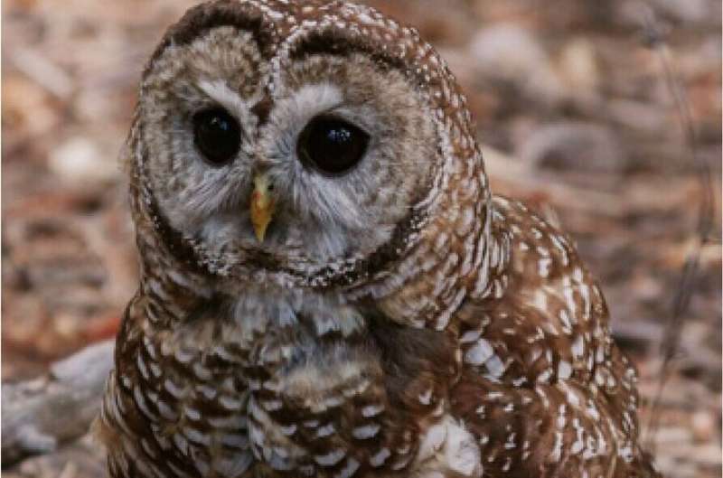 Frequent, low-severity fire supports habitat for threatened owls: Study yields insights for wildlife habitat management
