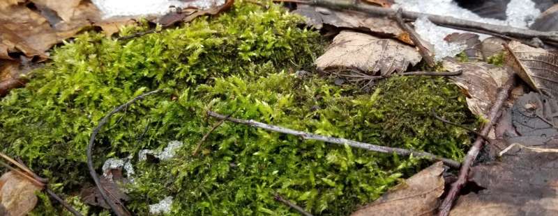 Friend or foe? MSU researchers explore ancient partnership between moss and fungi