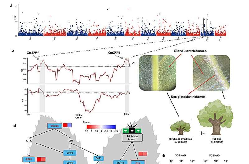 From antiquity to adaptation: Tracing the genetic journey of east Asian chestnut varieties