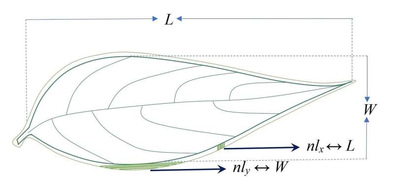 From black hole entropy to complexity of plant leaves - An intriguing linkage