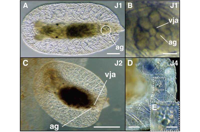 From egg to adult: The first successful lab rearing of the nudibranch sea slug Hypselodoris festiva