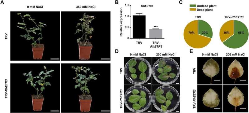 From greenhouse to desert: Ethylene receptor's role in rose salt tolerance