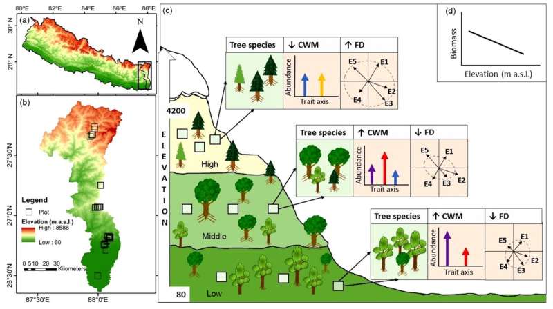 From leaf elements to biomass across forest biomes in the Himalayas