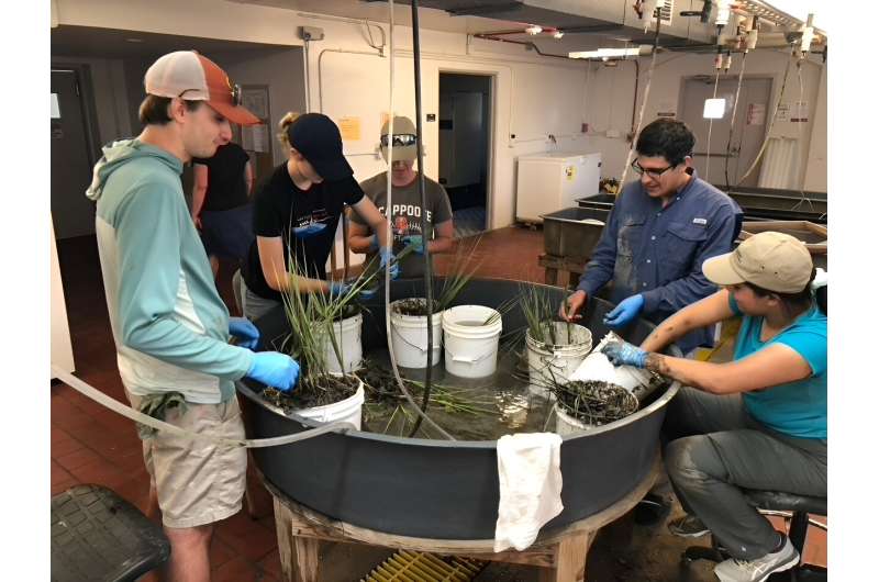 From roots to resilience: investigating the vital role of microbes in coastal plant health