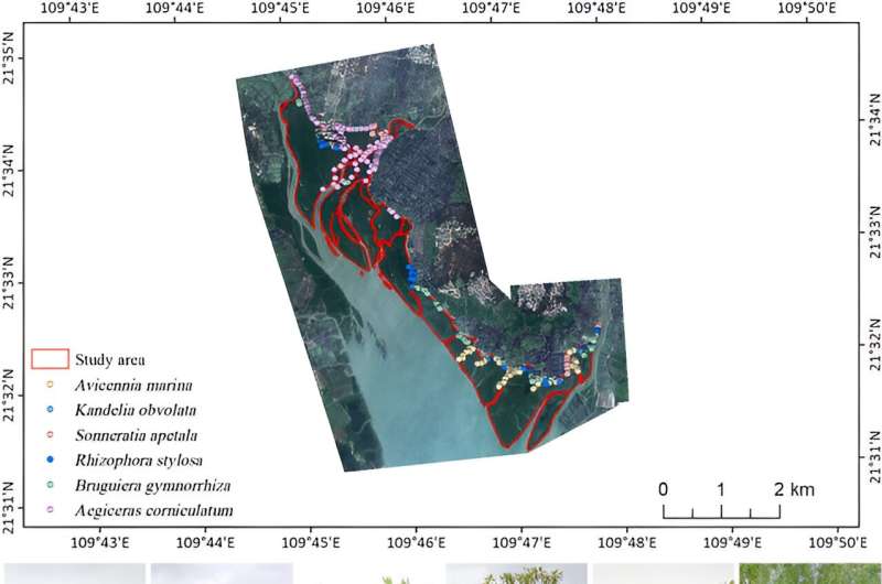 From space to swamp: innovative AI method classifies mangrove species with unprecedented accuracy