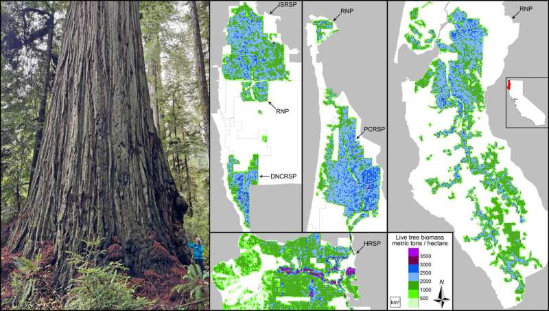 From tape measures to space lasers: Quantifying biomass of the world’s tallest forests