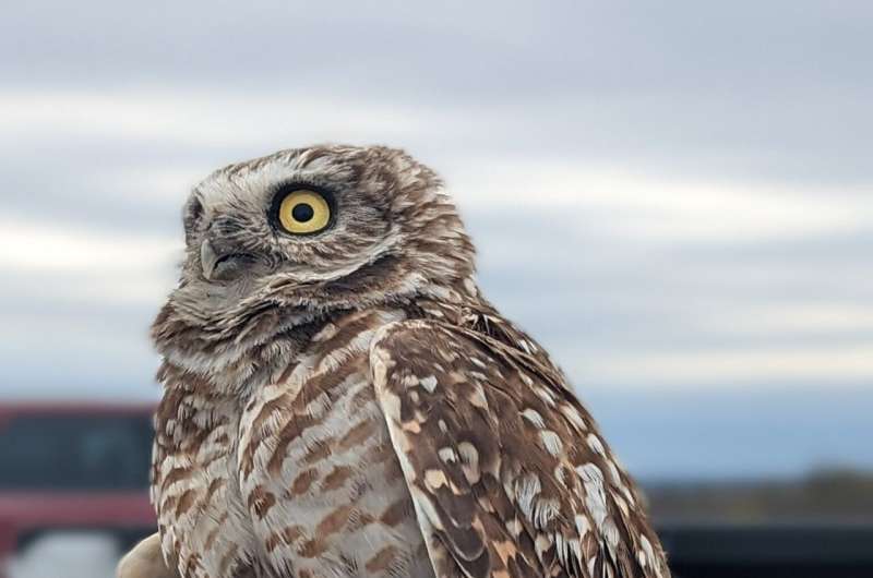 From Texas to Tennessee: Burrowing owl makes odd migration, draws attention