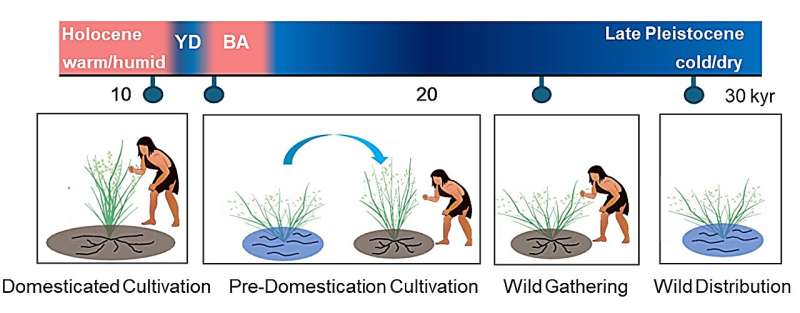 From wild to domesticated: Scientists reveal 100,000 years of continuous rice evolution
