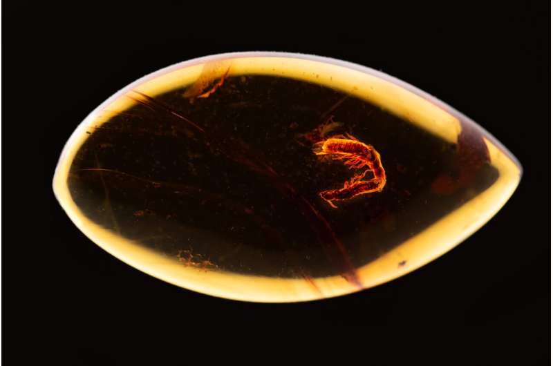 "Frozen behaviors" in amber fossils—how to reconstruct mating behavior of long-extinct termites