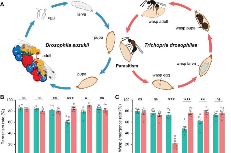 Fruit fly pest meets its evolutionary match in parasitic wasp