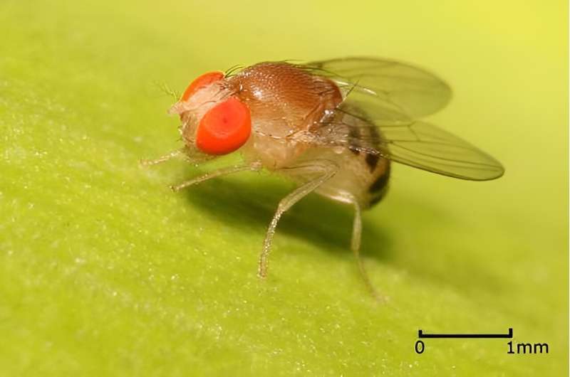 Fruit fly study shows that reproductive cells can renew chromosome-linking proteins