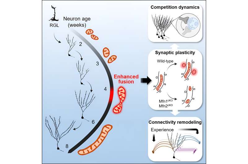 Fueling nerve cell function and plasticity