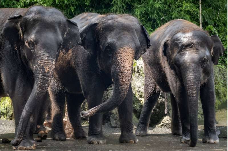 Fuji Safari Park's elephants love to swim in the hot weather, according to keepers