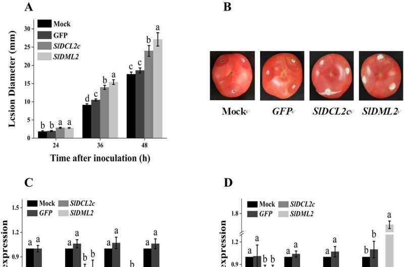 Fungal foe fended off: DNA demethylation boosts tomato resistance