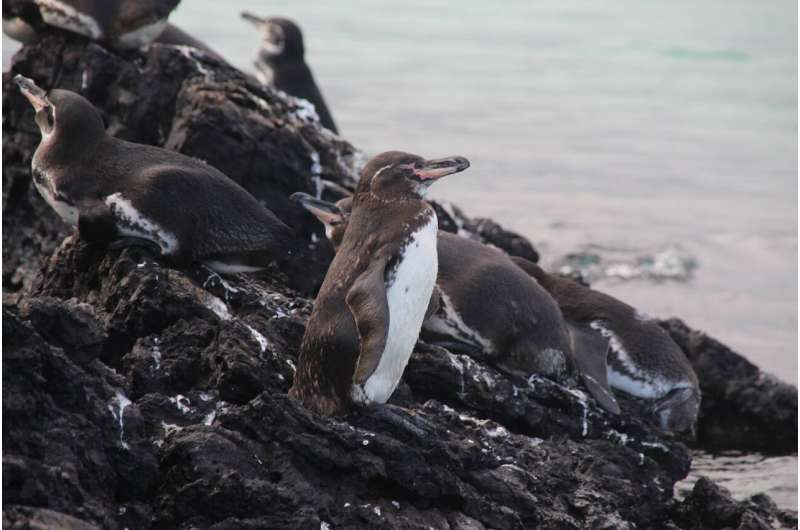 Galápagos penguin is exposed to and may accumulate microplastics at high rate within its food web, modelling suggests