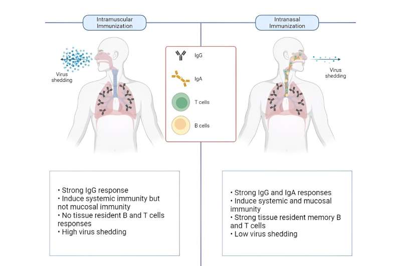 Needle-free COVID-19 intranasal vaccine supplies vast immunity, find out about unearths