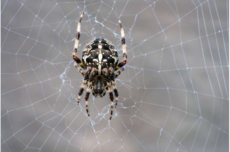 garden orb weaving spiders