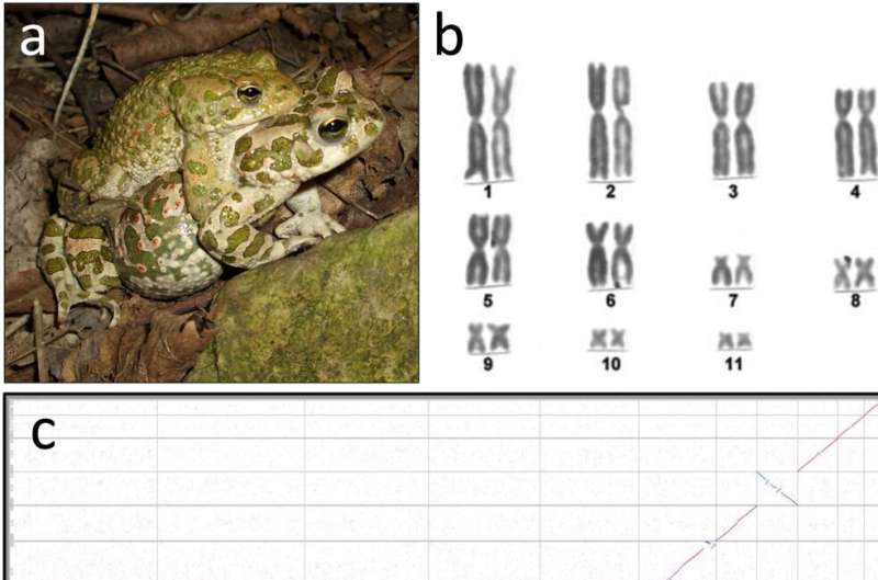 Gene code of the European green toad reveals a sex determination locus