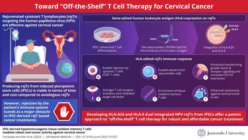 Gene-edited lymphocytes and the path toward 'off-the-shelf' therapy against cervical cancer