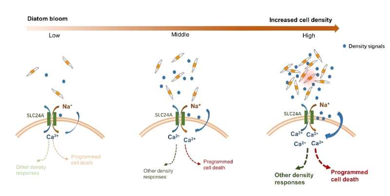 Gene editing technology reveals molecular mechanisms governing diatom population density signals