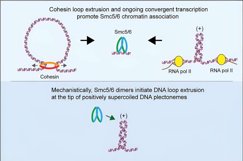 Gene expression influences 3D folding of chromosomes by altering structure of the DNA helix
