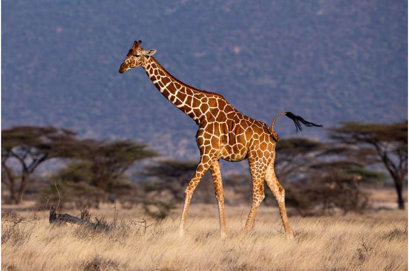 Gene flow in giraffes and what it means for their conservation