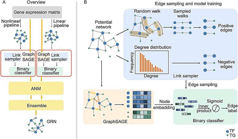 Gene regulatory network inference based on causal discovery integrating with graph neural network