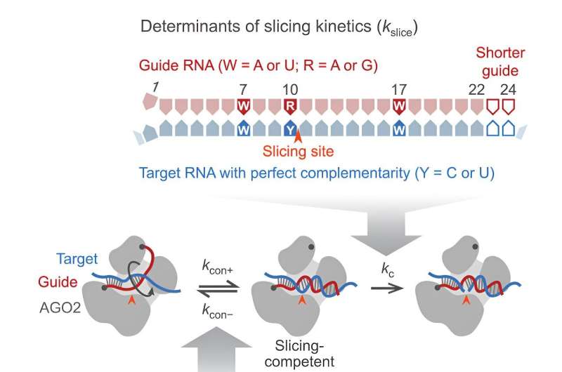 Gene silencing tool has a need for speed