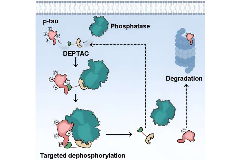 Generation of tau dephosphorylation-targeting chimeras for the treatment of tauopathies