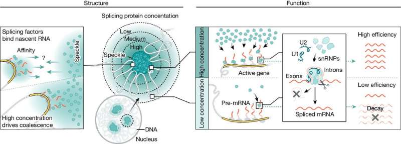 Genes spatially organize for efficient mRNA splicing