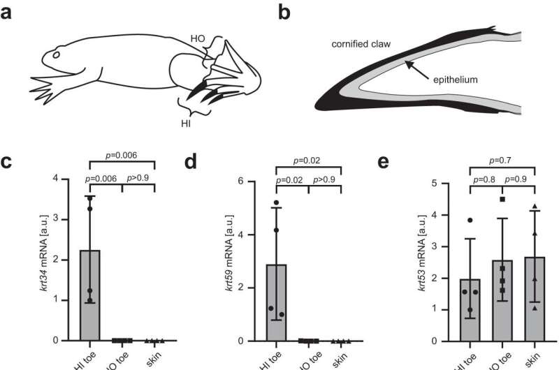 Genetic basis for the evolution of hair discovered in the clawed frog