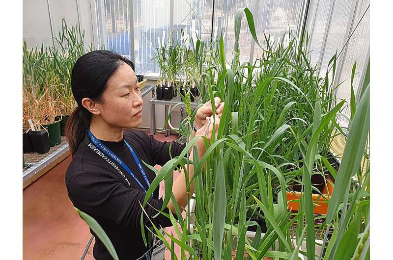Genetic hope in fight against devastating wheat disease
