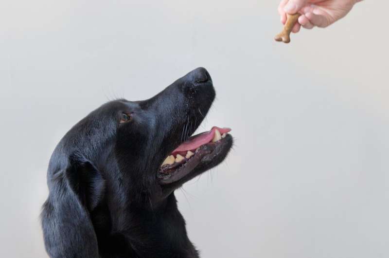 Genetic mutation in a quarter of all Labradors hard-wires them for obesity