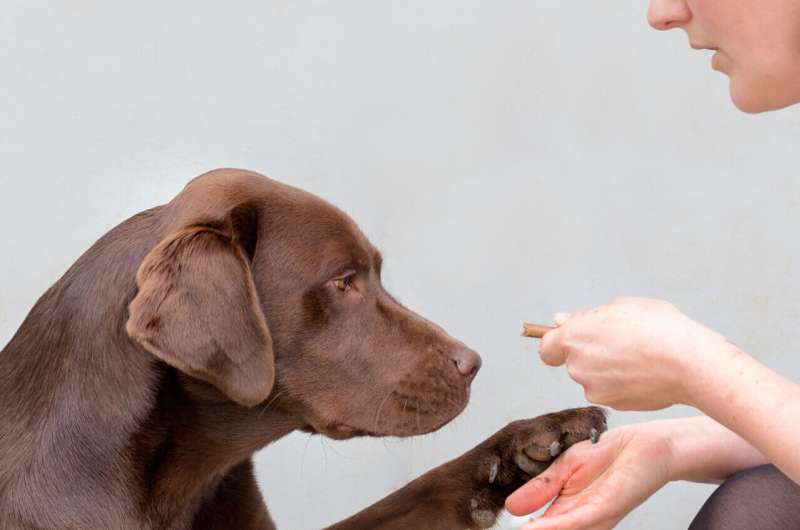 Genetic mutation in a quarter of all Labradors hard-wires them for obesity