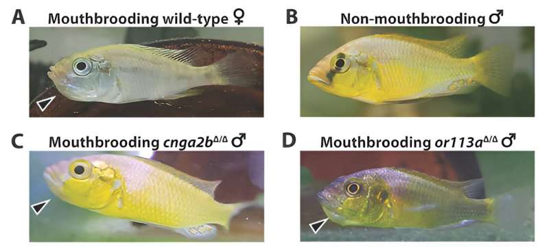 Genetic mutation prompts 'deadbeat dad' fish to start raising their offspring