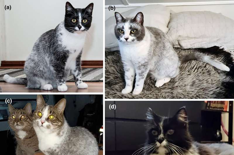 Genetic mutation responsible for new cat color coat pattern in Finland pattern identified 