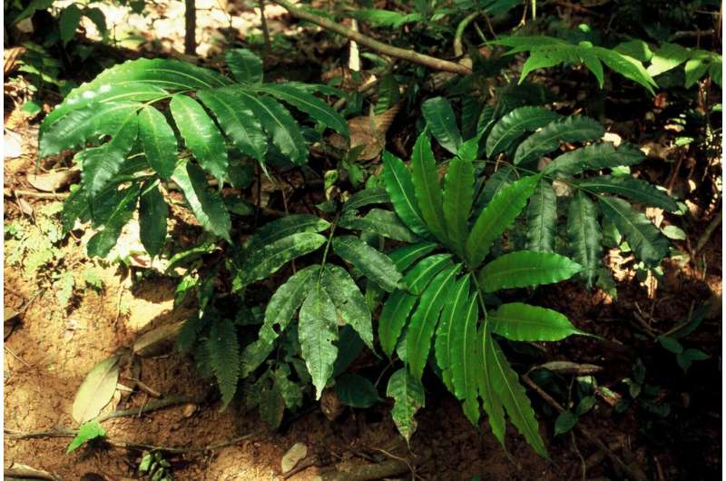 Genetic research revealed several new fern species in tropical America