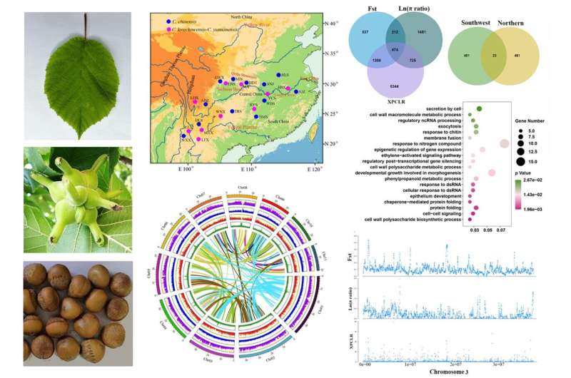 Genetic resilience and adaptation of the endangered Chinese hazelnut